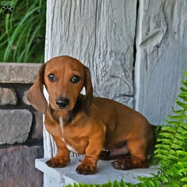 Ryan, Dachshund Puppy